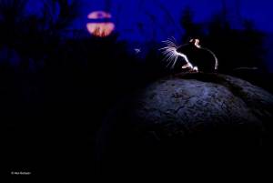 The Mouse, the Moon, and the Mosquito Photograph c Alex Badyaev, 2014